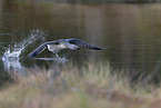 red-throated diver