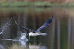 red-throated diver