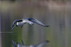 red-throated diver