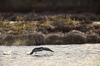 red-throated diver