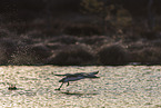 red-throated diver