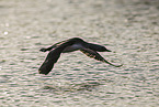 red-throated diver