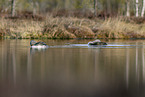 red-throated diver