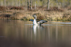 red-throated diver