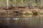 red-throated diver