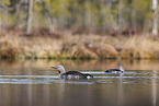 red-throated diver