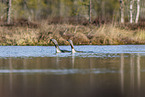 red-throated diver