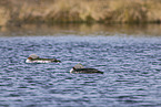 red-throated diver