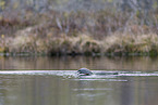 red-throated diver