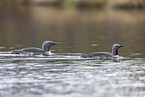 red-throated diver