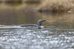 red-throated diver