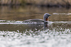 red-throated diver