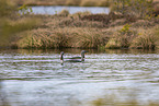 red-throated diver