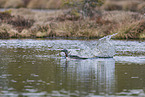 red-throated diver