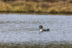 red-throated diver