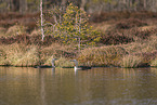 red-throated diver