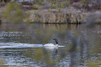 red-throated diver