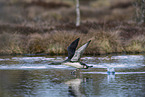 red-throated diver