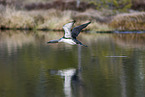 red-throated diver