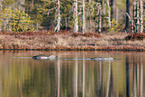 red-throated diver