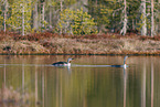 red-throated diver