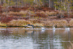 red-throated diver