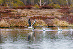 red-throated diver