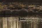 red-throated diver