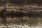 red-throated diver