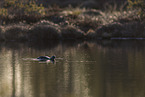 red-throated diver