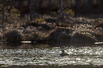 red-throated diver