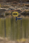 red-throated diver