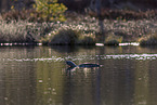 red-throated diver