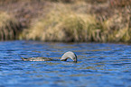 red-throated diver