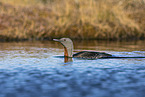 red-throated diver