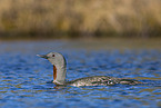 red-throated diver