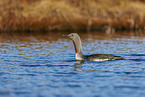 red-throated diver