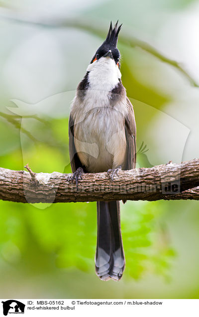 red-whiskered bulbul / MBS-05162