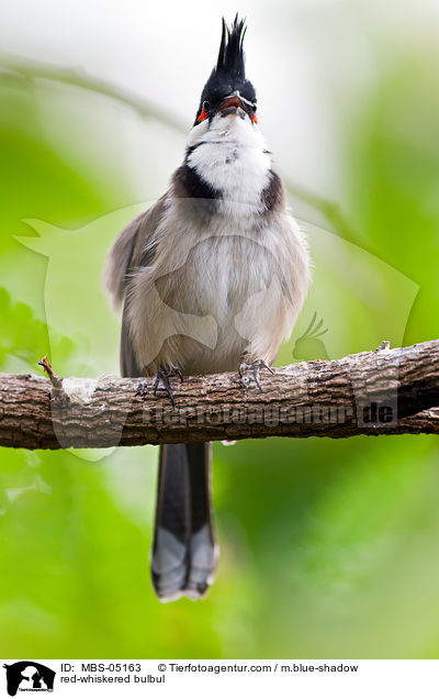 red-whiskered bulbul / MBS-05163