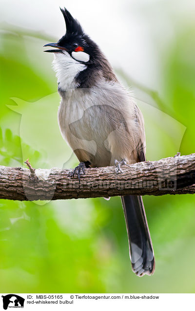 red-whiskered bulbul / MBS-05165