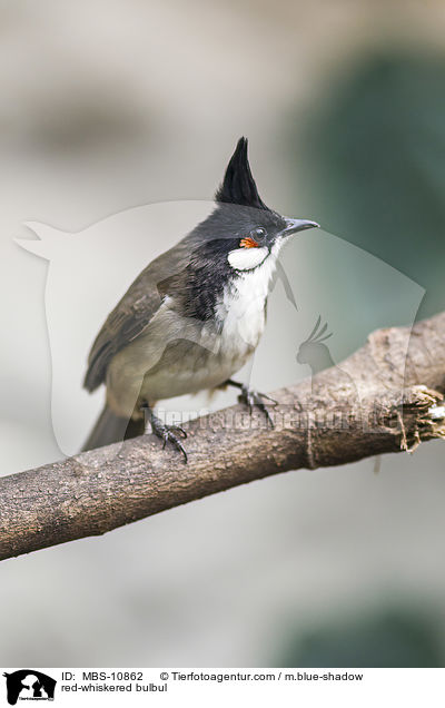 Rotohrblbl / red-whiskered bulbul / MBS-10862