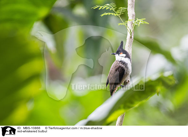 red-whiskered bulbul / MBS-10866