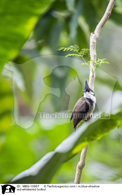 red-whiskered bulbul / MBS-10867