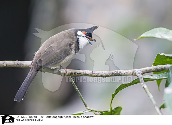 red-whiskered bulbul / MBS-10868