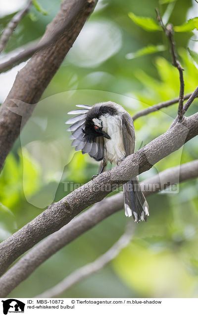 red-whiskered bulbul / MBS-10872
