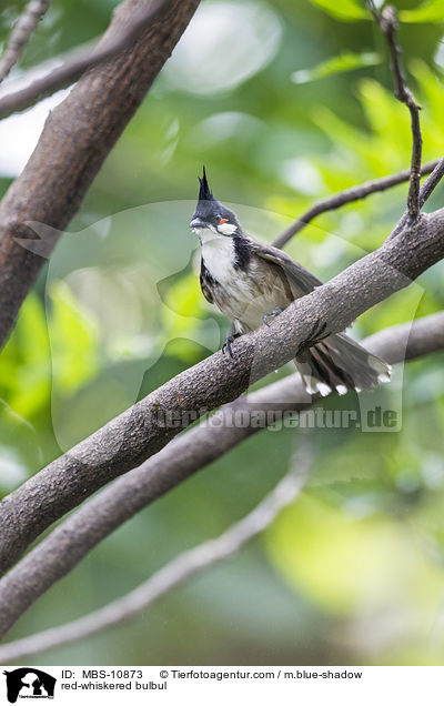 red-whiskered bulbul / MBS-10873