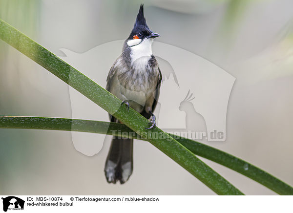 red-whiskered bulbul / MBS-10874