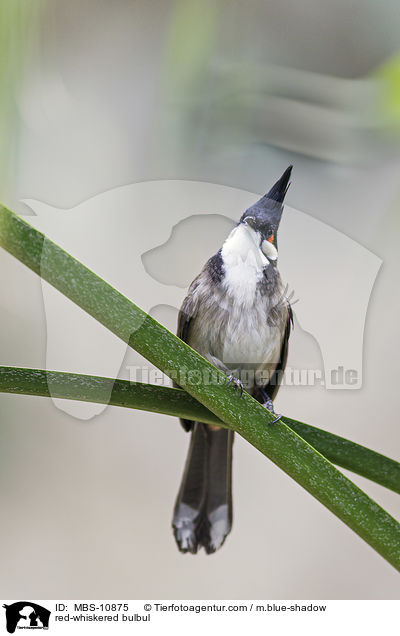 red-whiskered bulbul / MBS-10875