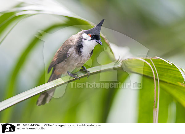 red-whiskered bulbul / MBS-14534