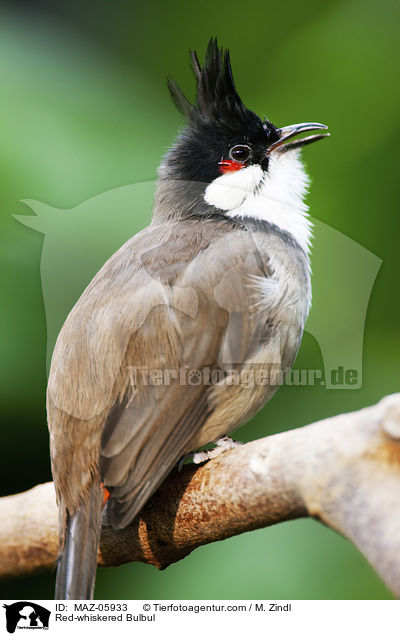 Red-whiskered Bulbul / MAZ-05933